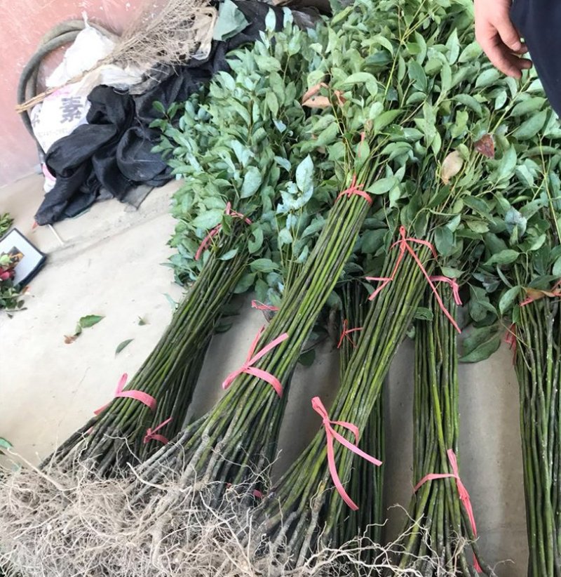 绿化苗木香樟树苗香樟苗批发