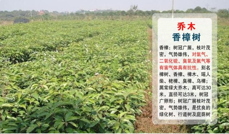 绿化苗木香樟树苗香樟苗批发