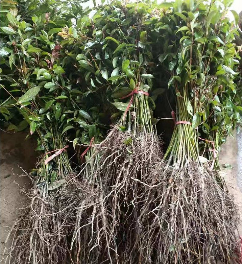 绿化苗木香樟树苗香樟苗批发