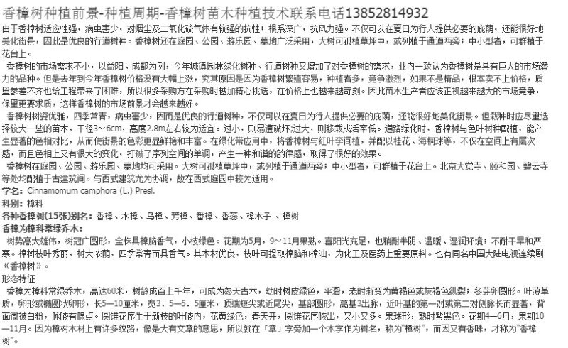 绿化苗木香樟树苗香樟苗批发