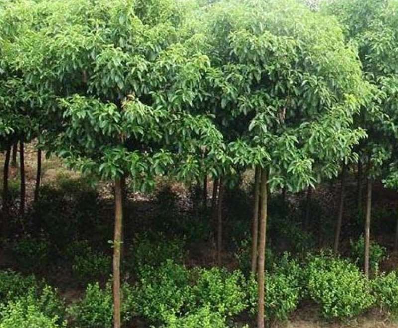 绿化苗木香樟树苗香樟苗批发