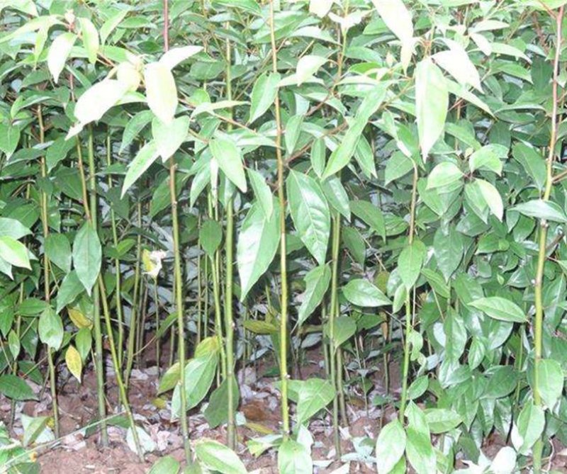 绿化苗木香樟树苗香樟苗批发