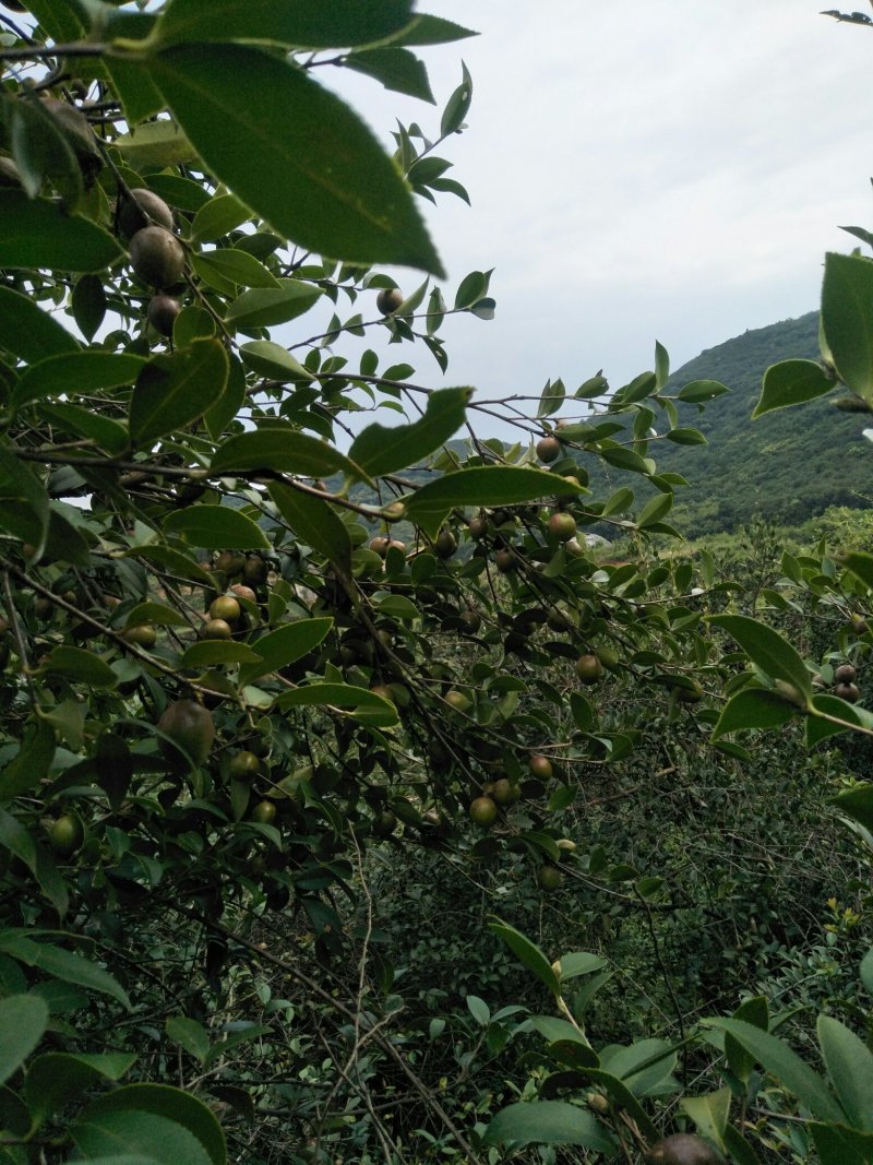 山茶油