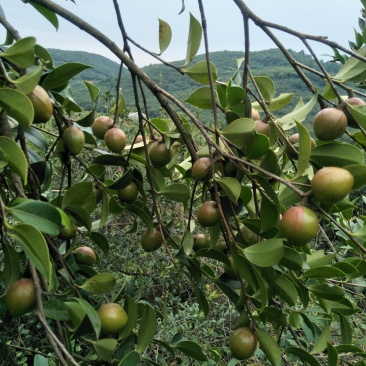 山茶油