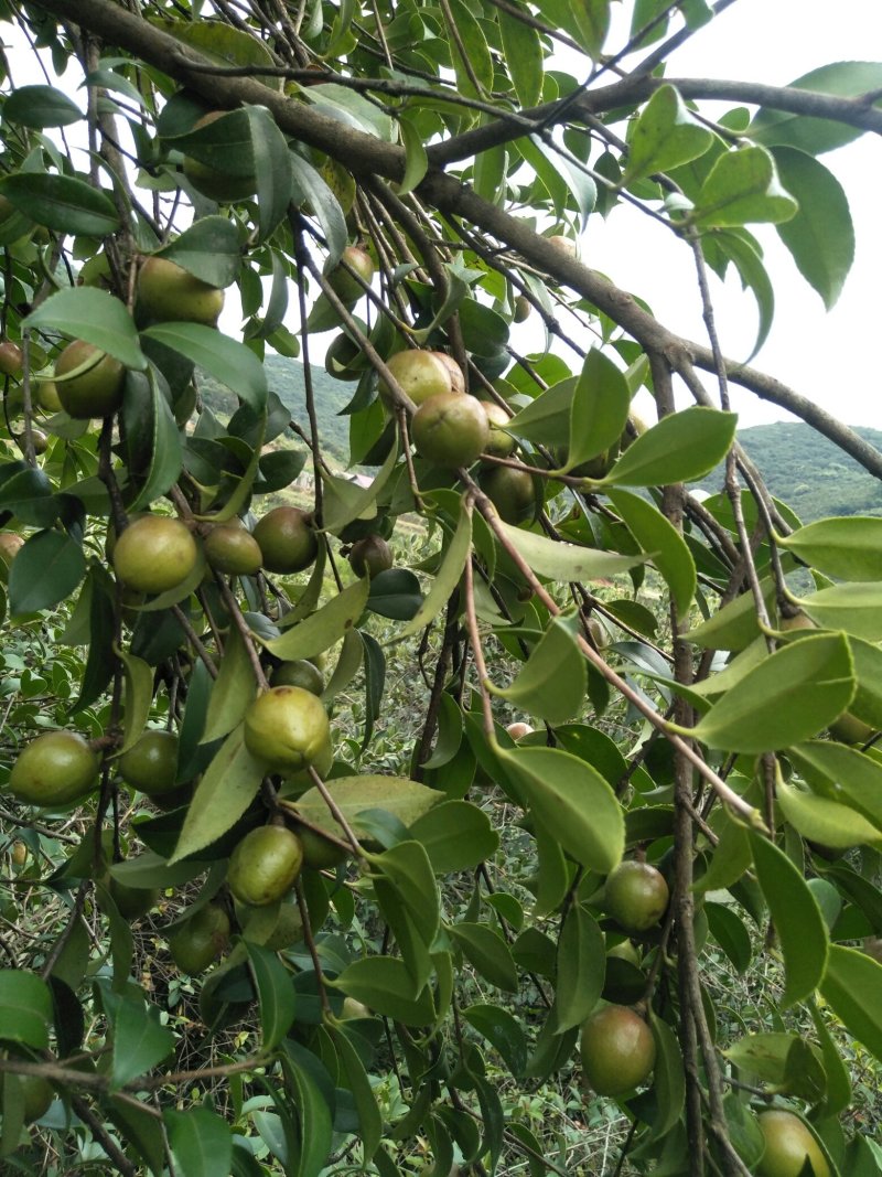山茶油