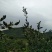 山茶油