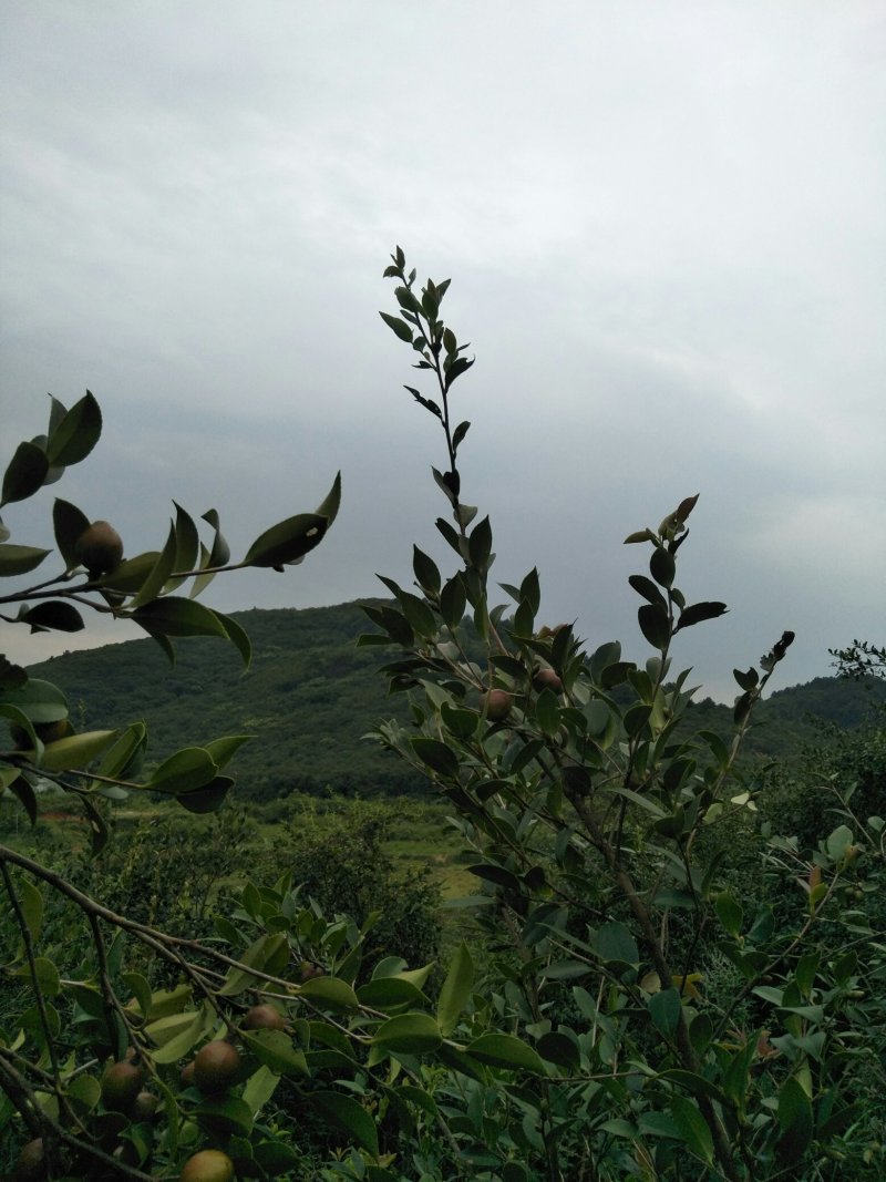 山茶油