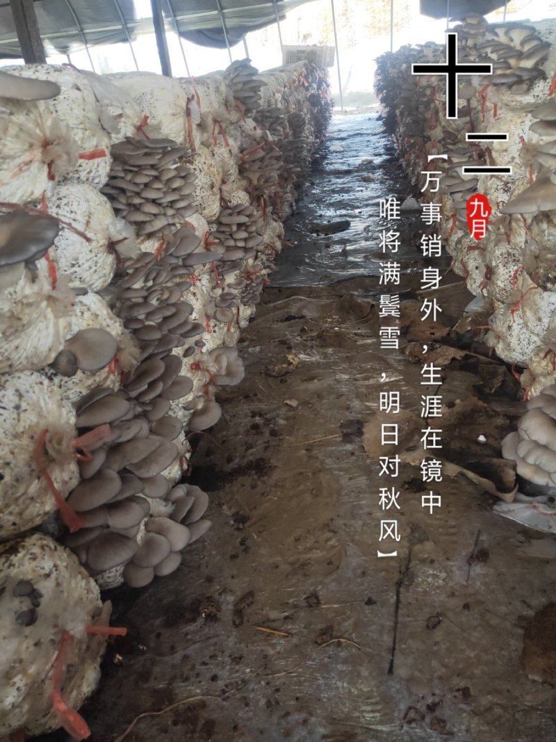 平菇菌棒，