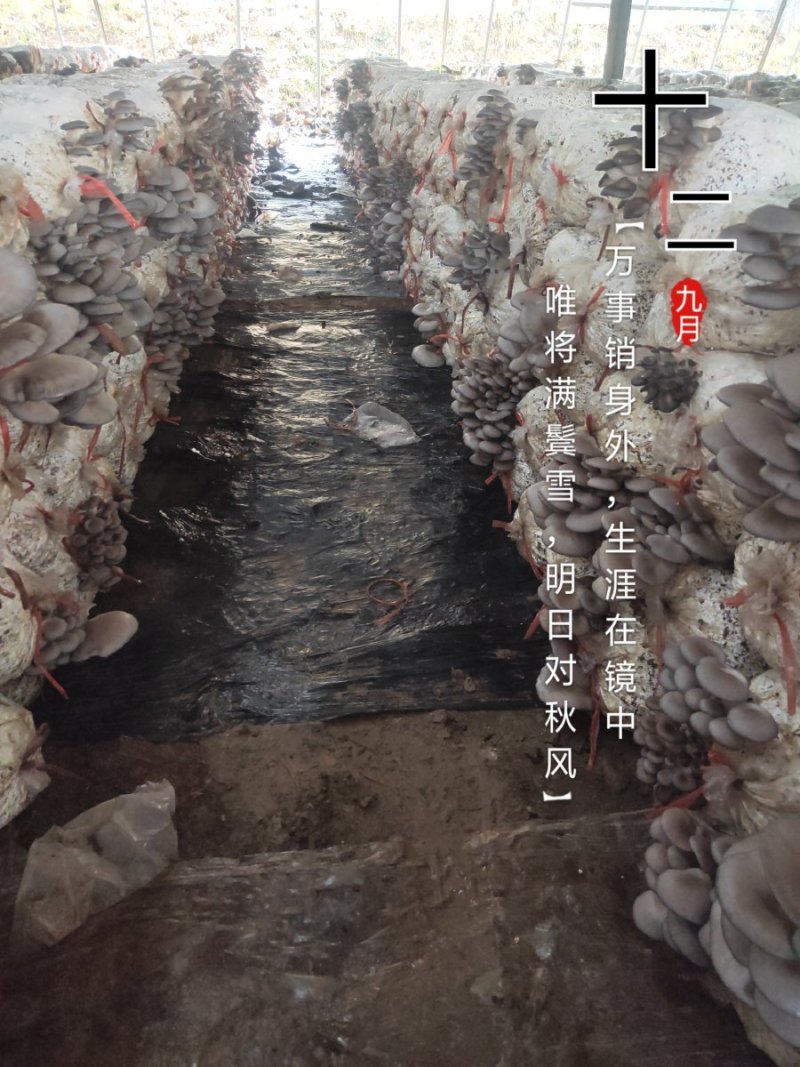 平菇菌棒，
