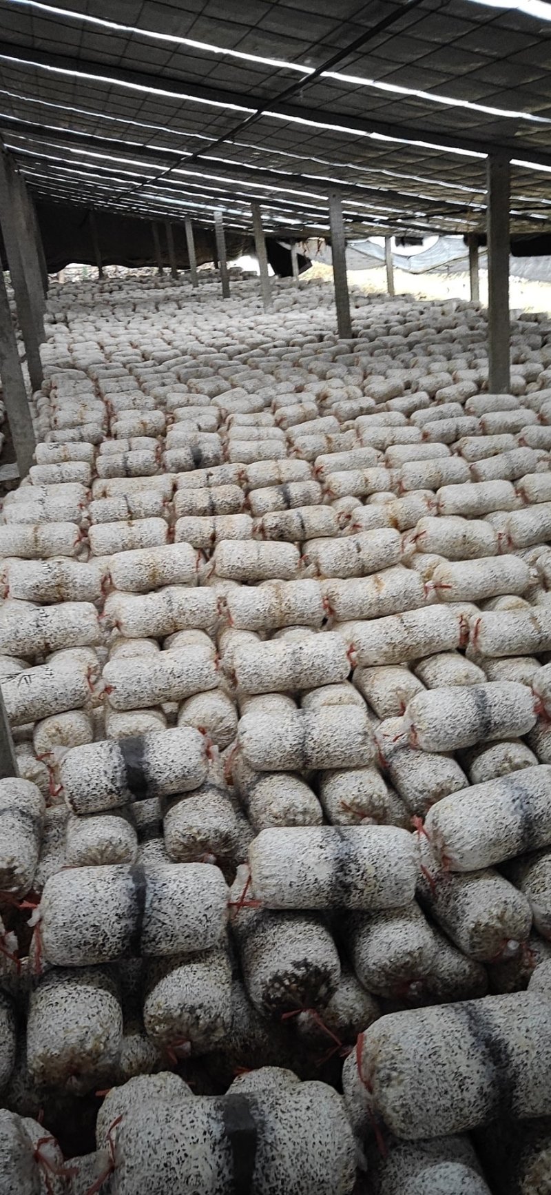 平菇菌棒，