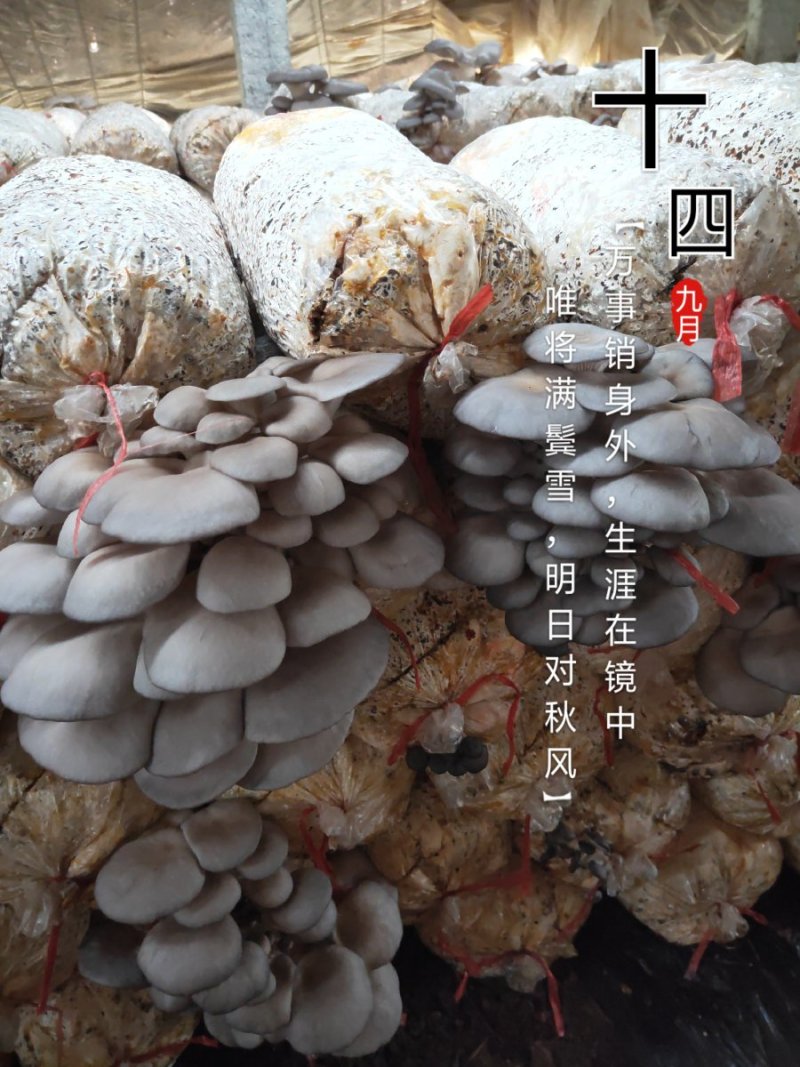 平菇菌棒，