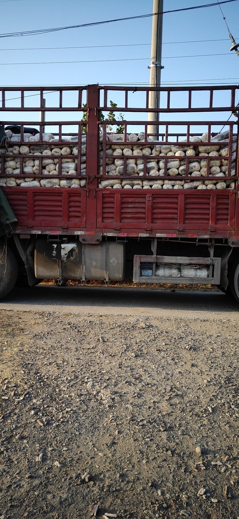 平菇菌棒，