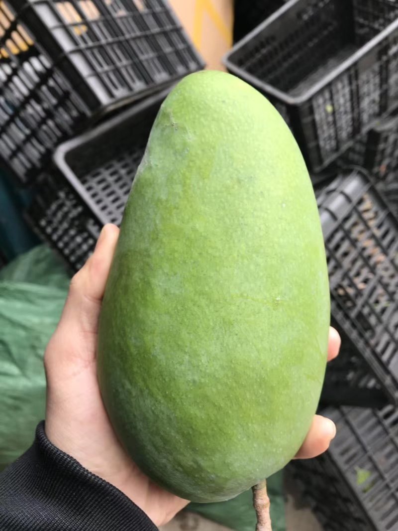 大青芒带箱10斤45元