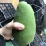 大青芒带箱10斤45元