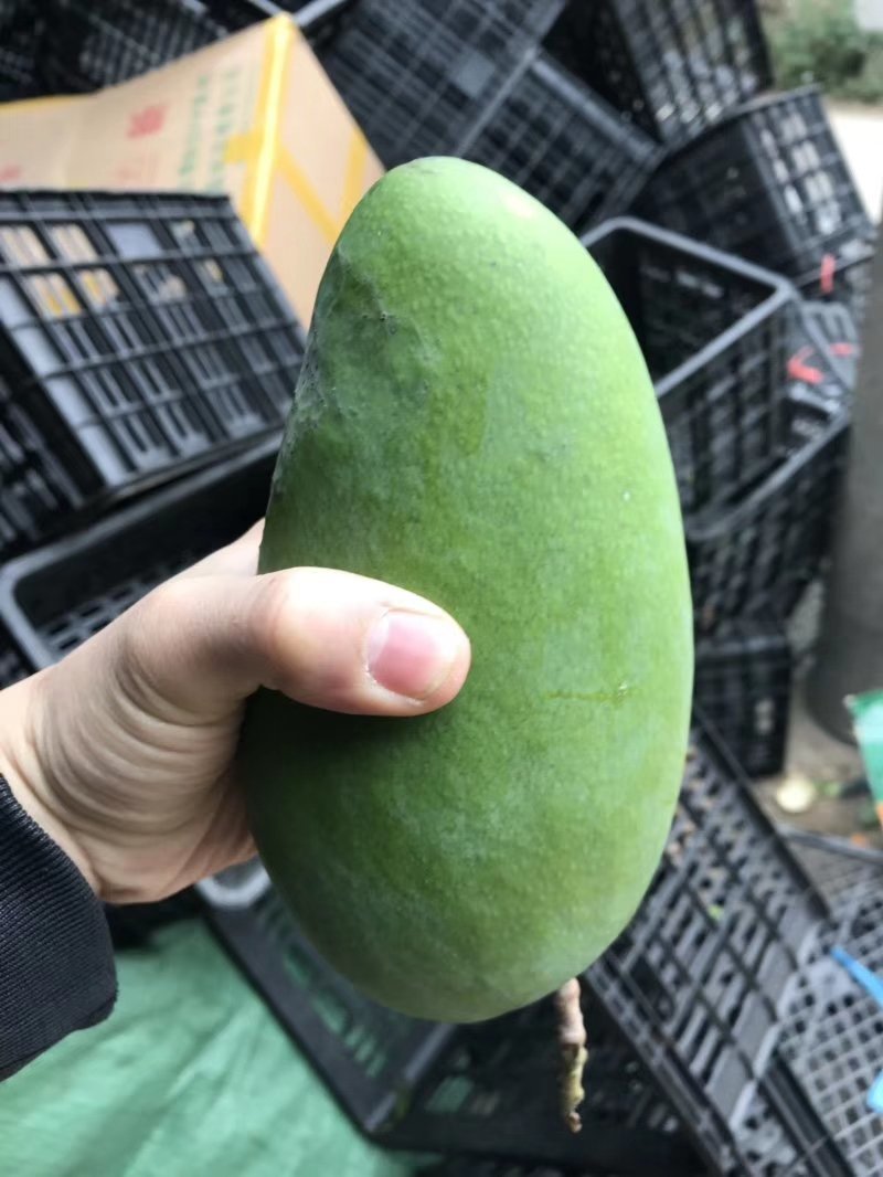 大青芒带箱10斤45元