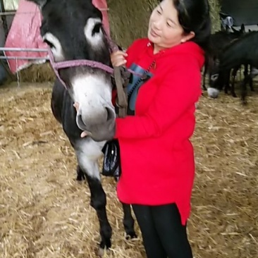 低价出售肉驴，驴亩