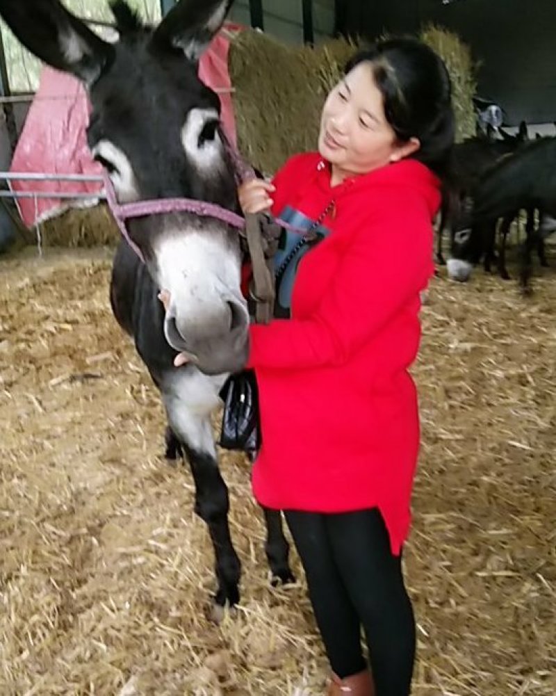 低价出售肉驴，驴亩