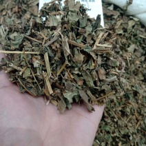 鱼腥草1公斤起批不包邮供应各种中药材
