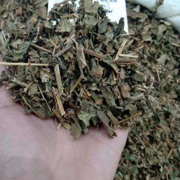 鱼腥草1公斤起批不包邮供应各种中药材