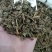 鱼腥草1公斤起批不包邮供应各种中药材