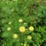 金丝皇菊