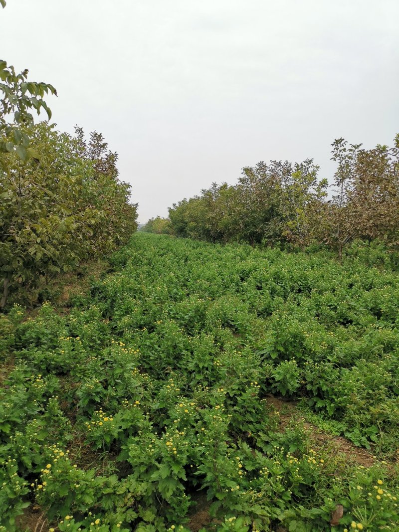 金丝皇菊