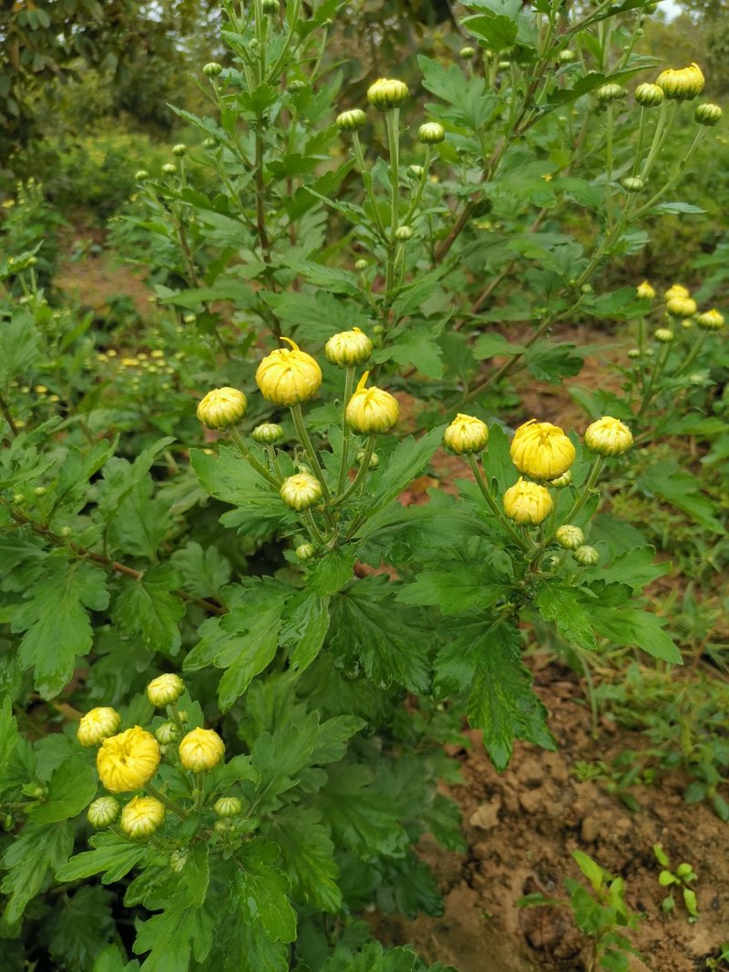 金丝皇菊