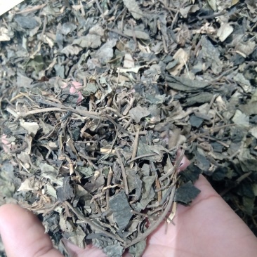 金钱草1公斤起批不包邮供应各种中药材