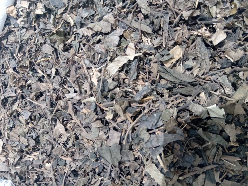 金钱草1公斤起批不包邮供应各种中药材