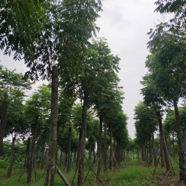 熟货栾树