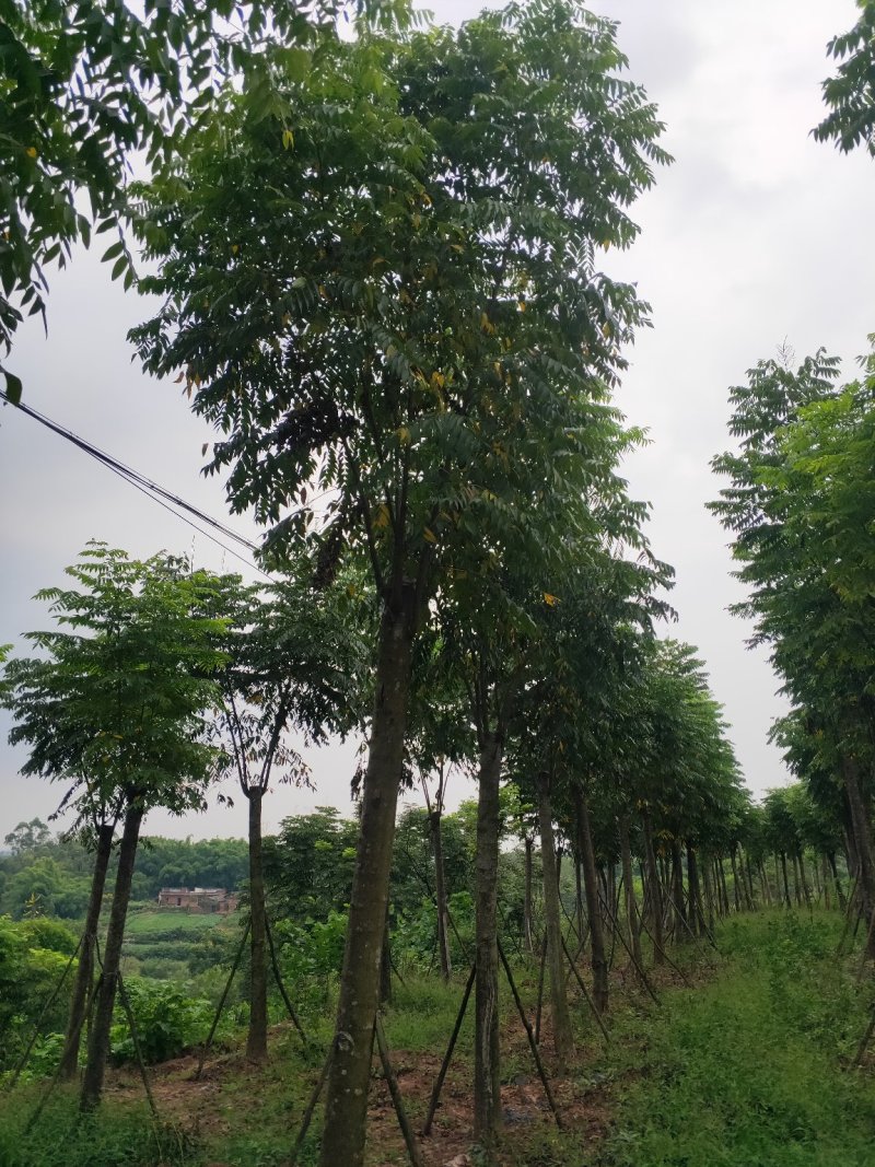 熟货栾树