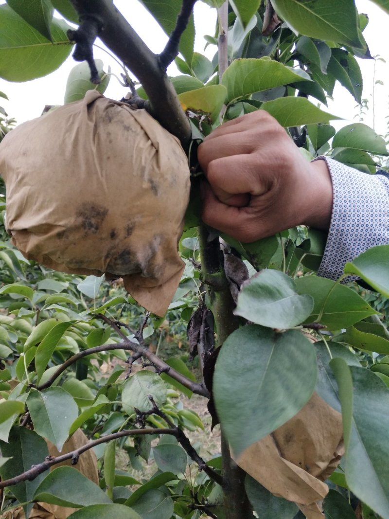 怀远县绿然种植专业合作社