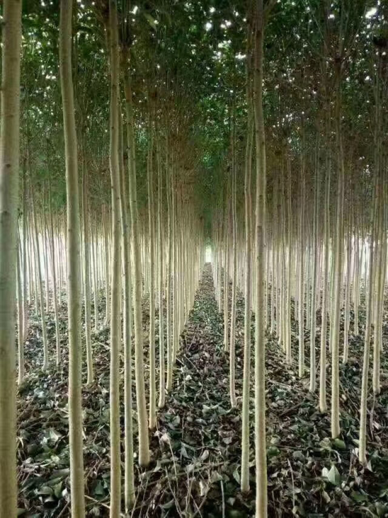 大叶女贞，高杆女贞，大叶女贞树，大叶女贞苗，大叶女贞种子