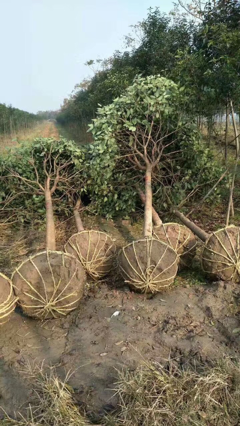 大叶女贞，高杆女贞，大叶女贞树，大叶女贞苗，大叶女贞种子