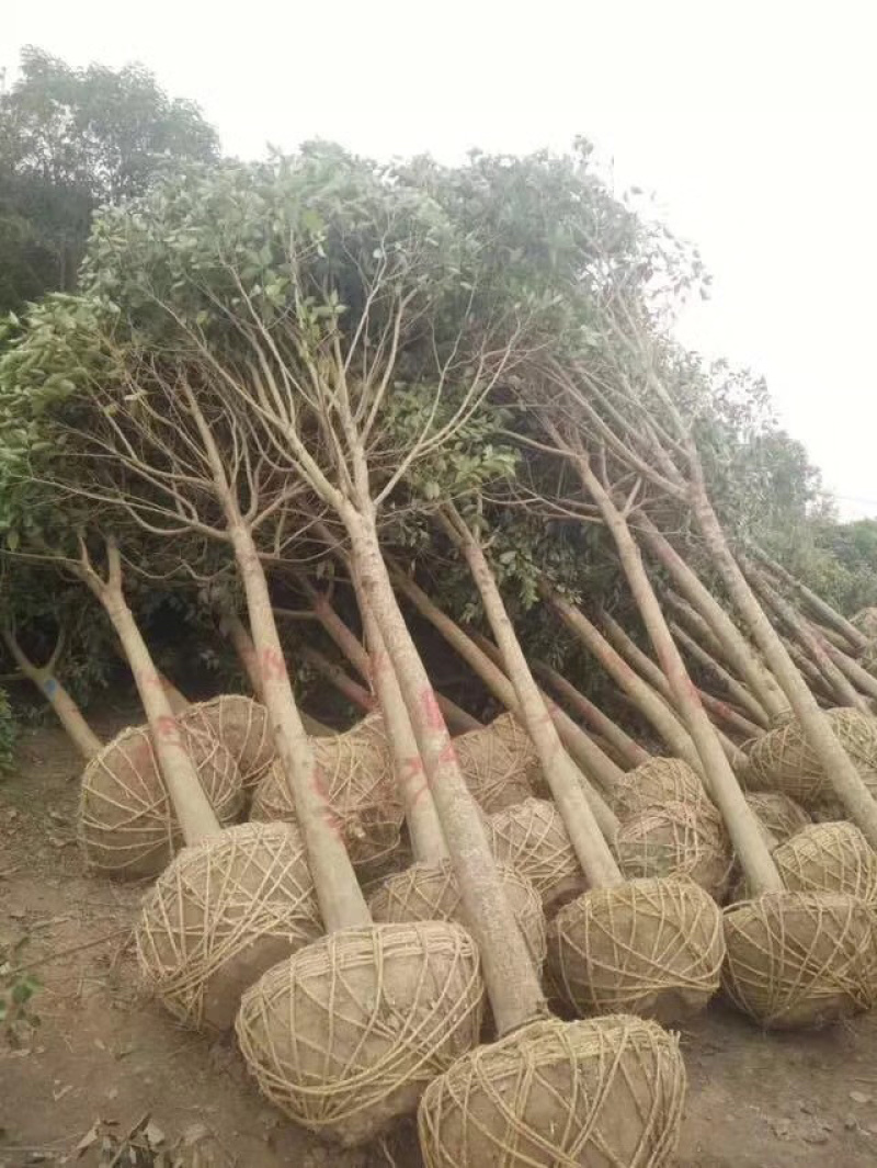 大叶女贞，高杆女贞，大叶女贞树，大叶女贞苗，大叶女贞种子