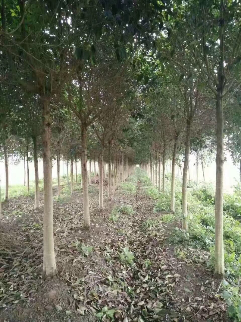 大叶女贞，高杆女贞，大叶女贞树，大叶女贞苗，大叶女贞种子