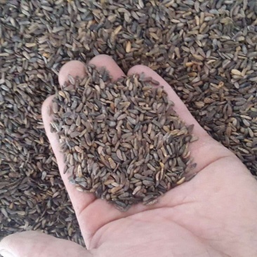 东北野生中药材牛蒡子