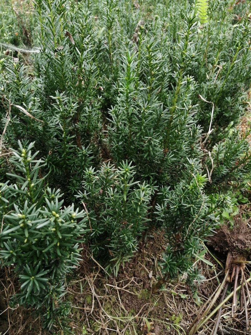 曼地亚红豆杉小苗，移栽苗出售