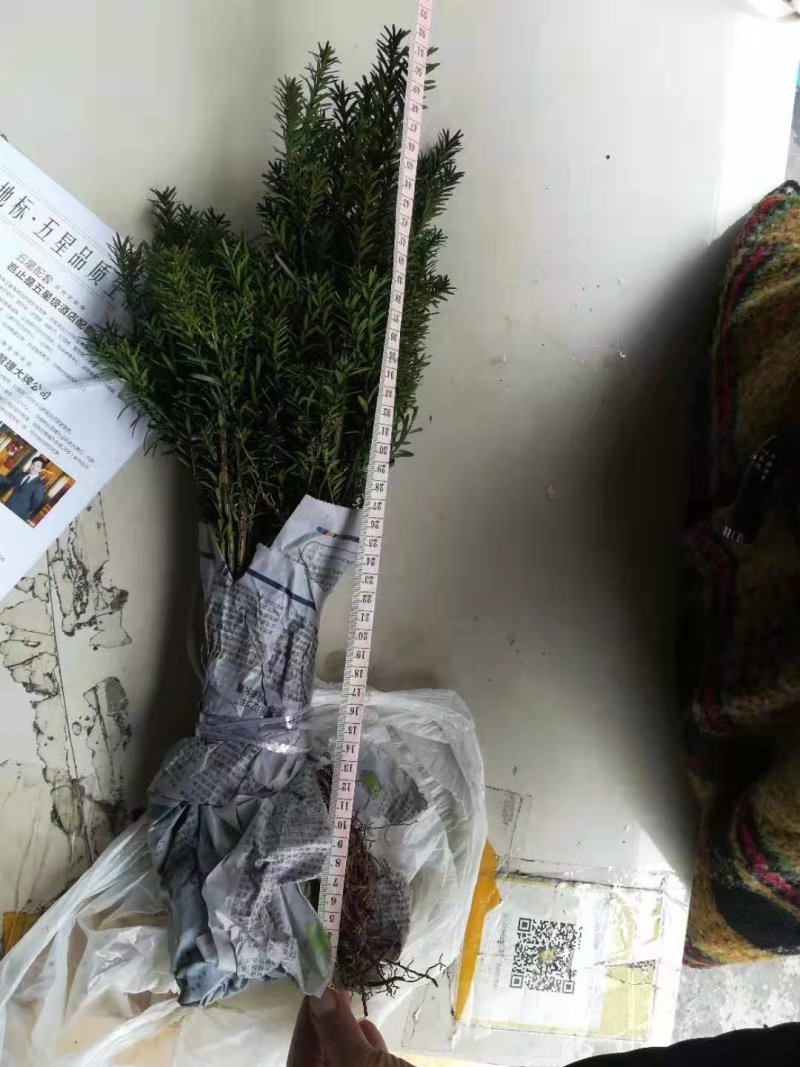 曼地亚红豆杉小苗，移栽苗出售