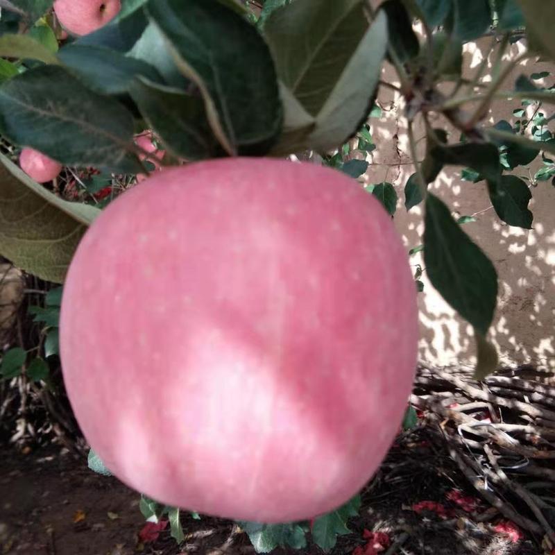 红富士苹果一件代发山东蒙阴沙土地苹果非烟台苹果