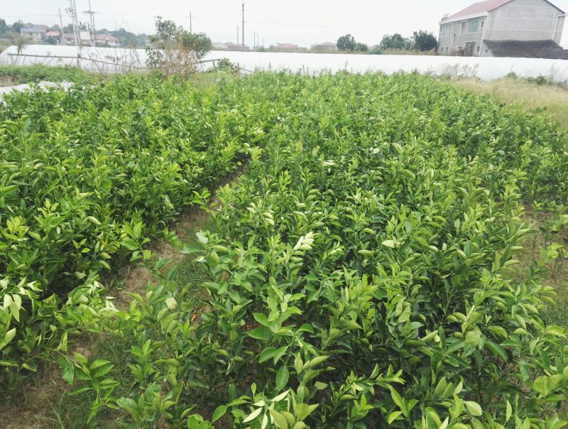 锦蜜冰糖橙苗，新品冰糖橙苗，甜橙橙树苗，