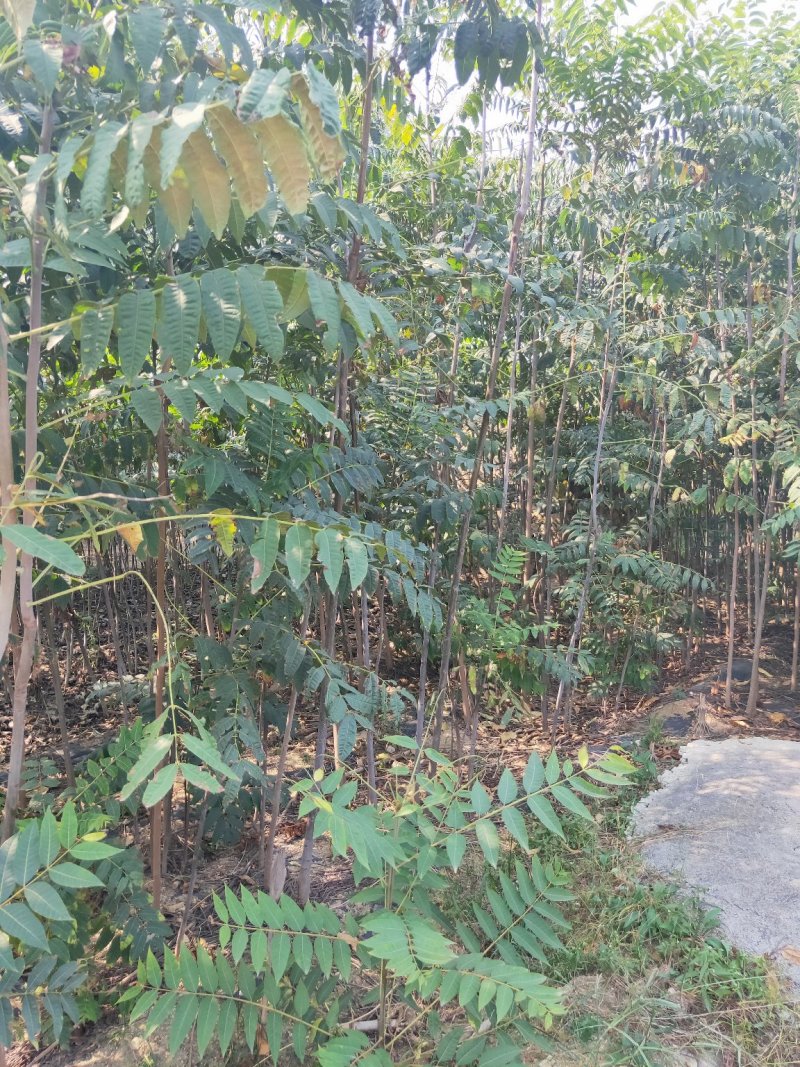 可做菜吃的红油香椿苗黑油香椿苗绿油春苗成活率高投资少