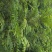 可做菜吃的红油香椿苗黑油香椿苗绿油春苗成活率高投资少