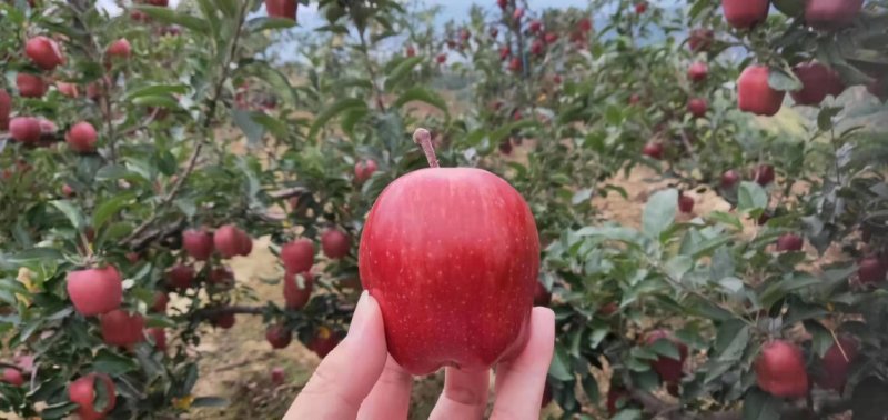 花牛苹果带箱10斤大果32元