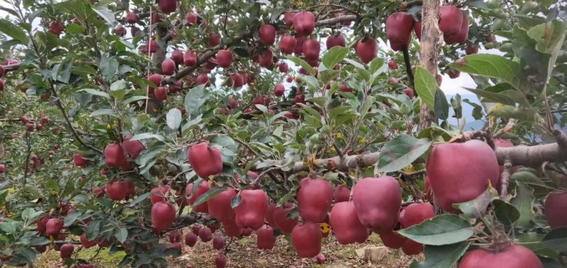 花牛苹果带箱10斤大果32元