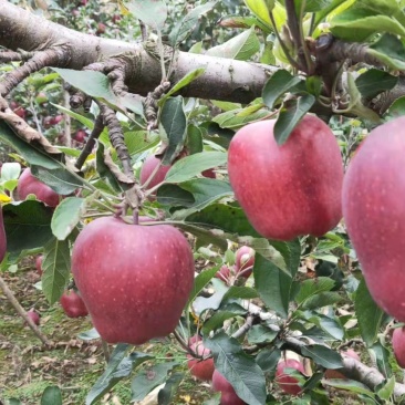 花牛苹果带箱10斤大果32元