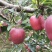 花牛苹果带箱10斤大果32元