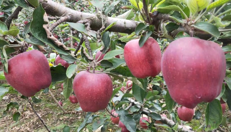 花牛苹果带箱10斤大果32元