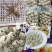 (一件代发)深海天然章鱼冷冻食品批发