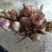 生姜